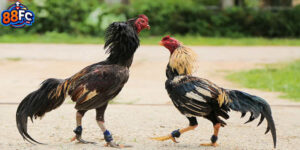 Đá Gà Trực Tiếp C2